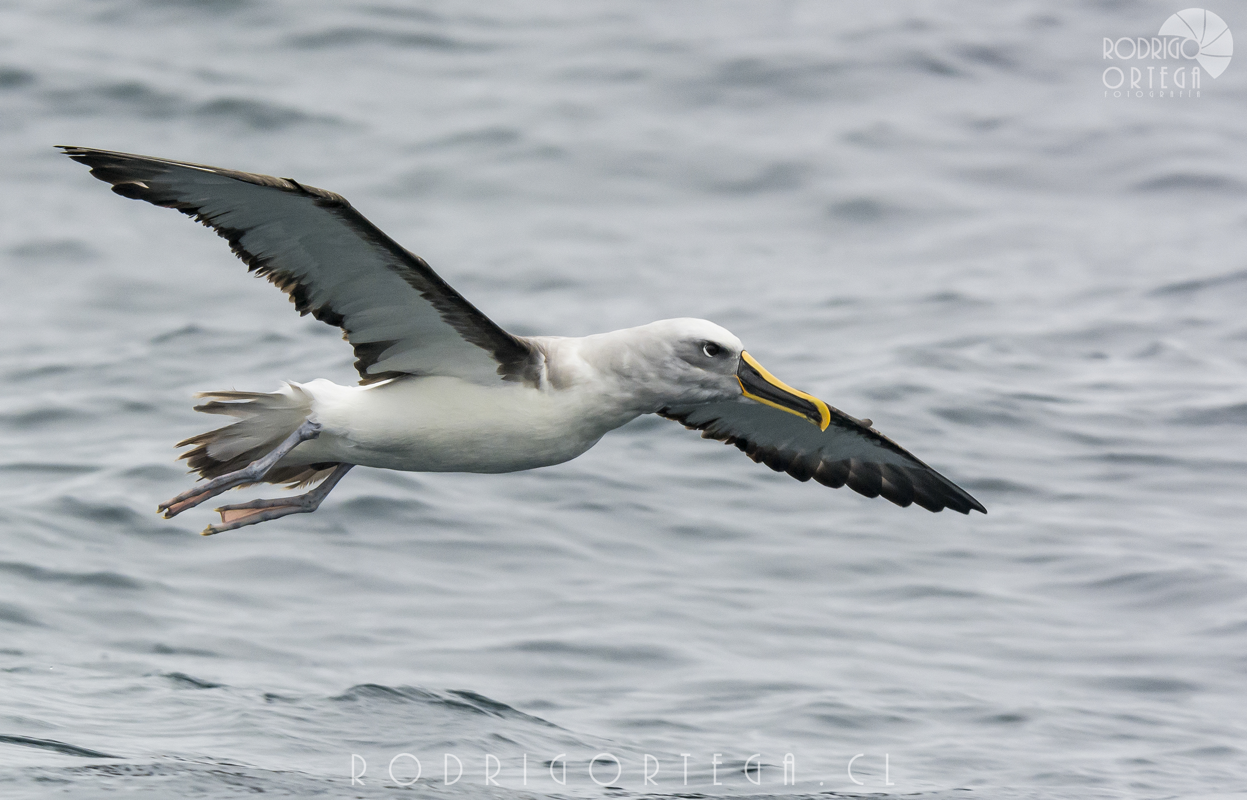 Albatros de Buller 26 Rodrigo Ortega - Naturaleza & Outdoor Albatros de Buller 26