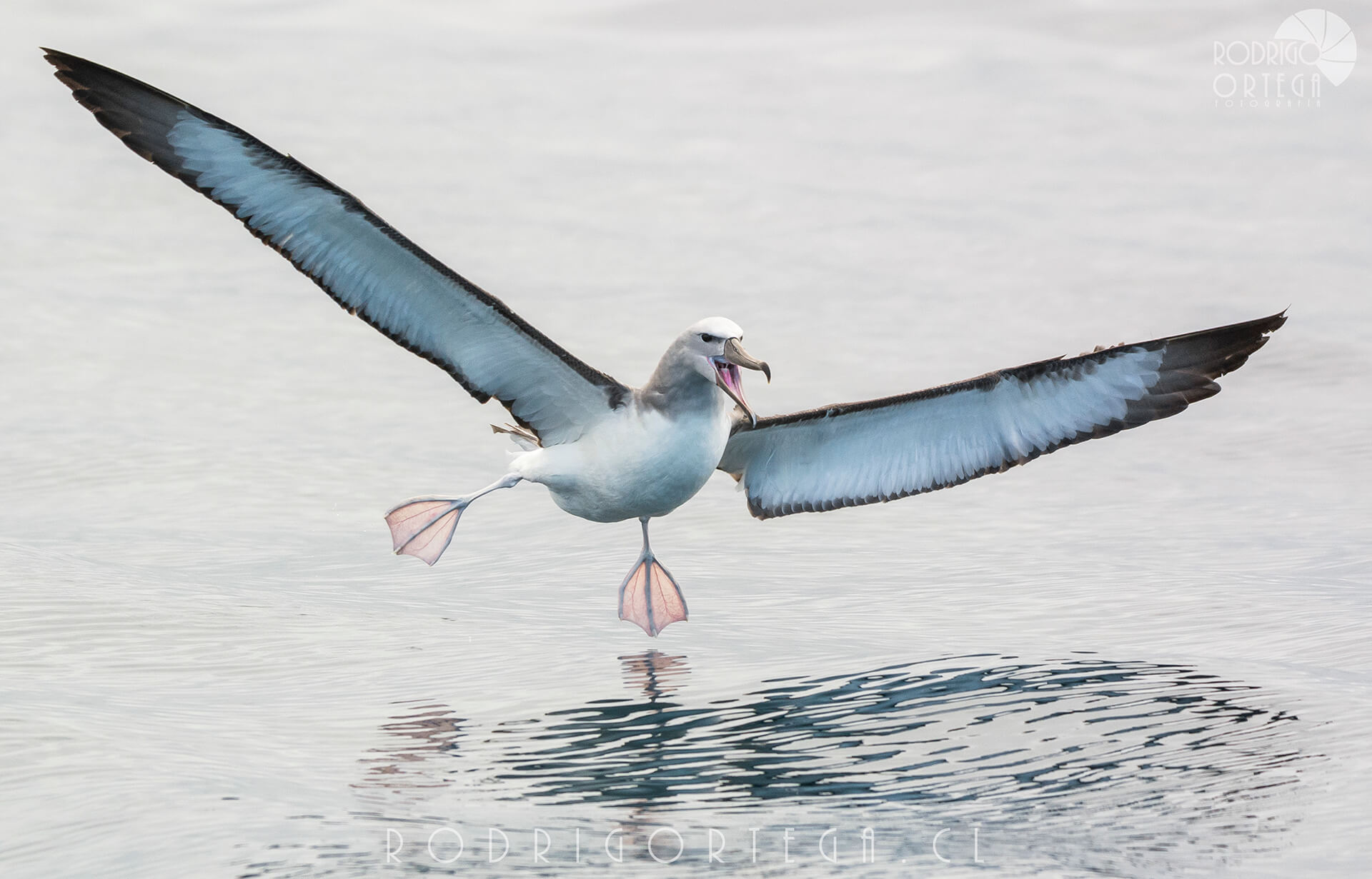 Albatros de Salvin (Thalassarche salvini)