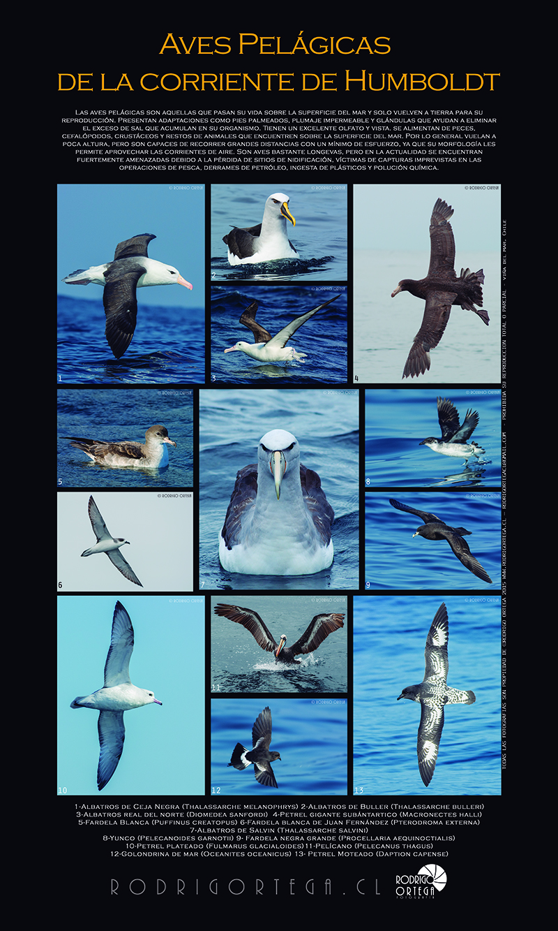 Poster Aves Pelagicas Fotografía de Naturaleza Fine Art by rodrigortega.cl Poster Aves Pelagicas