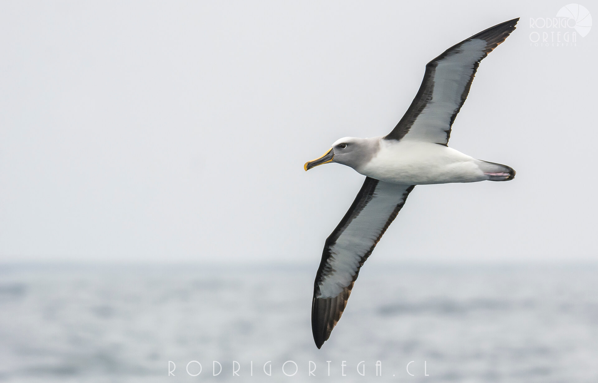 Albatros de buller 3 Rodrigo Ortega - Naturaleza & Outdoor Albatros de buller 3