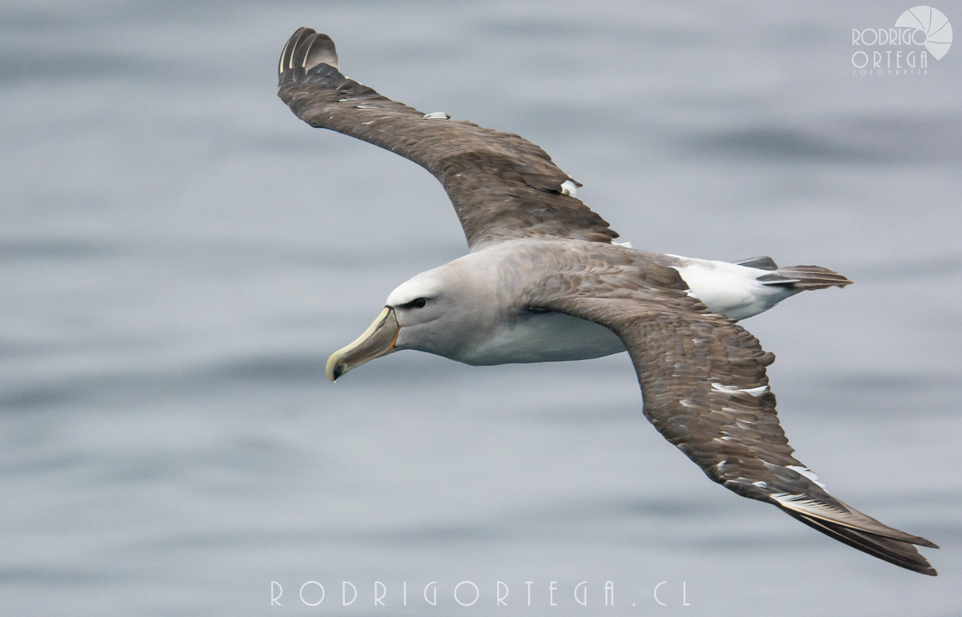 Albatros de salvin 1 Rodrigo Ortega - Naturaleza & Outdoor Albatros de salvin 1