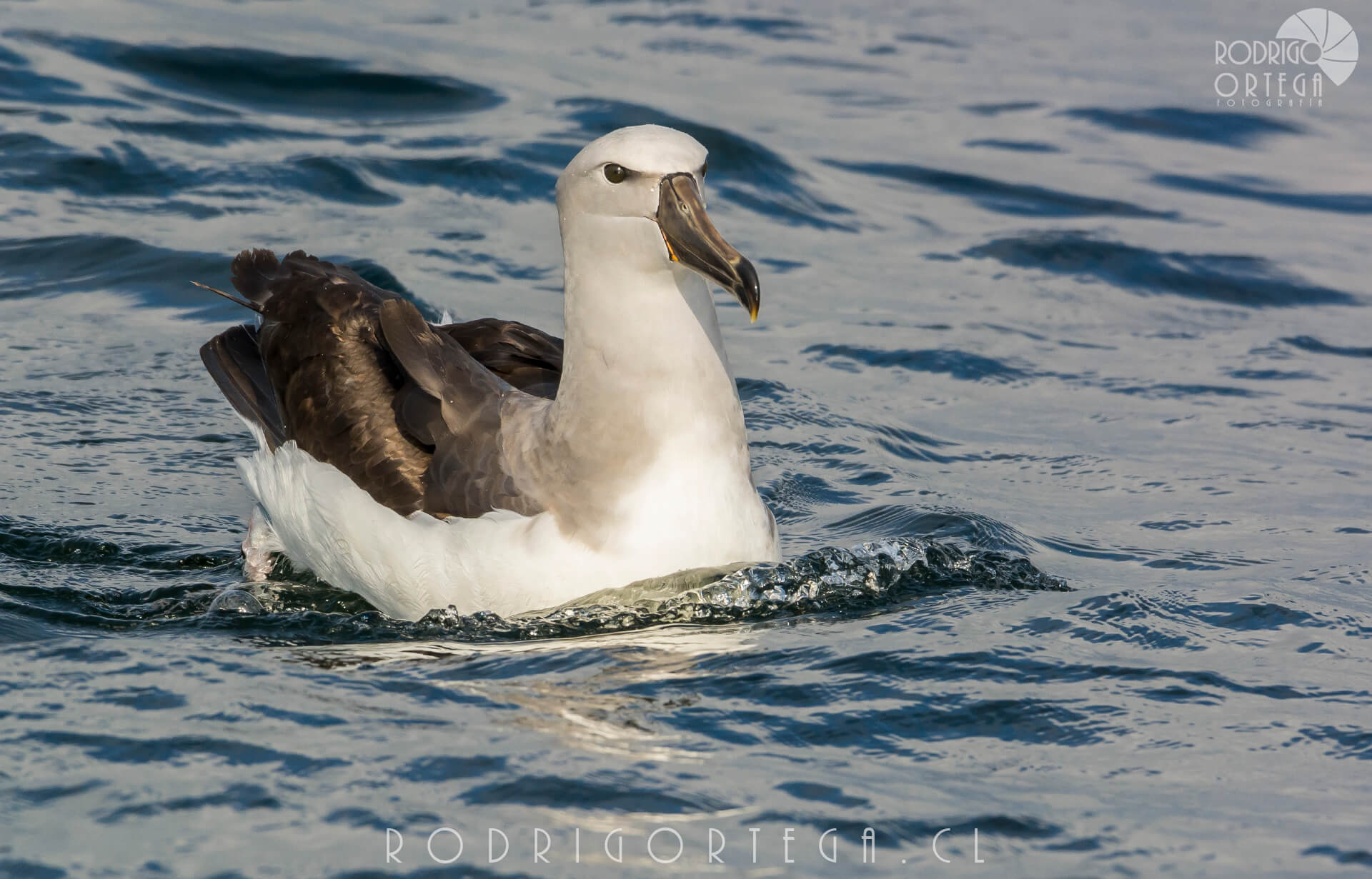 Albatros de salvin 2 Rodrigo Ortega - Naturaleza & Outdoor Albatros de salvin 2