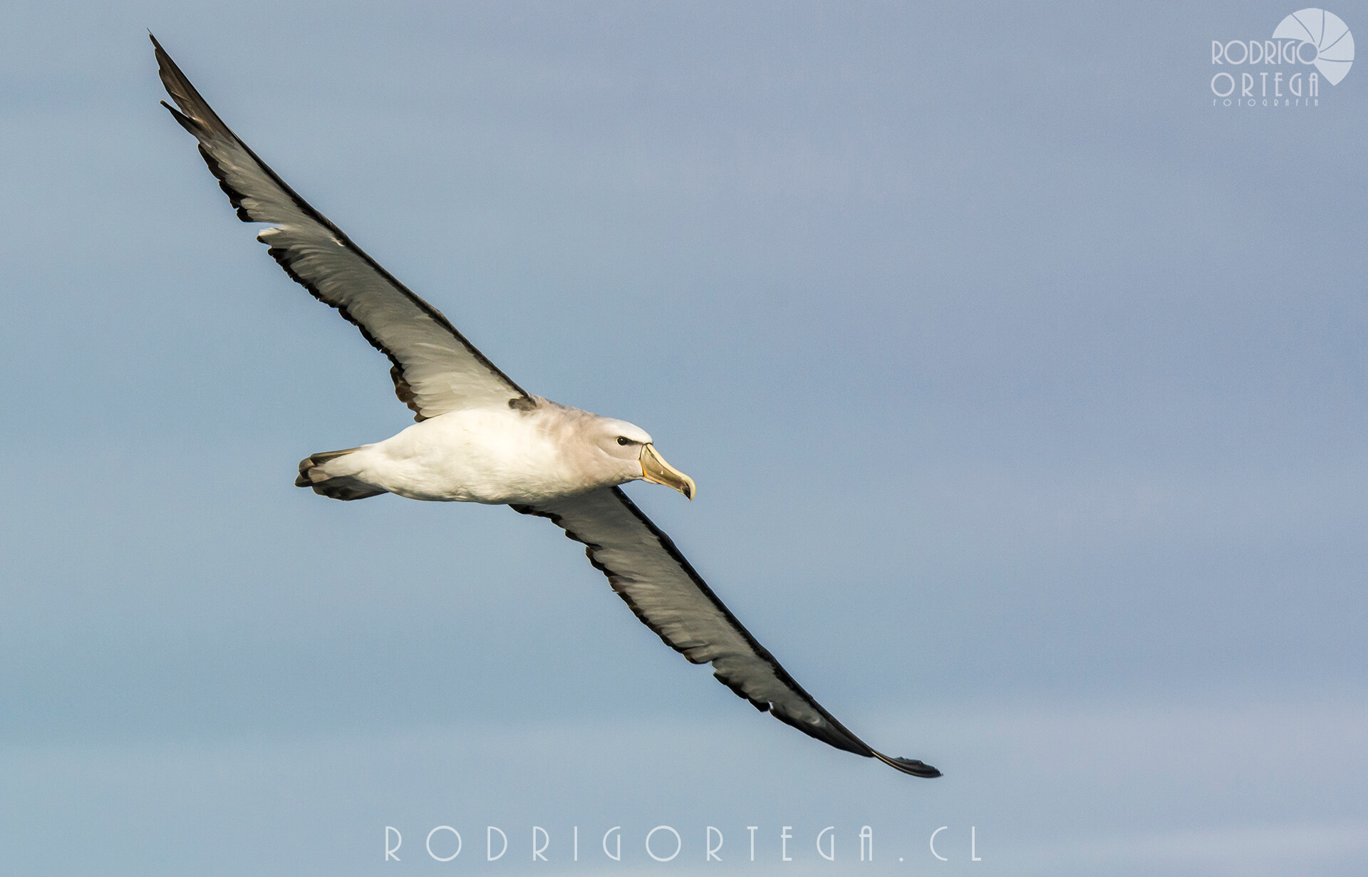 Albatros de salvin 3 Rodrigo Ortega - Naturaleza & Outdoor Albatros de salvin 3