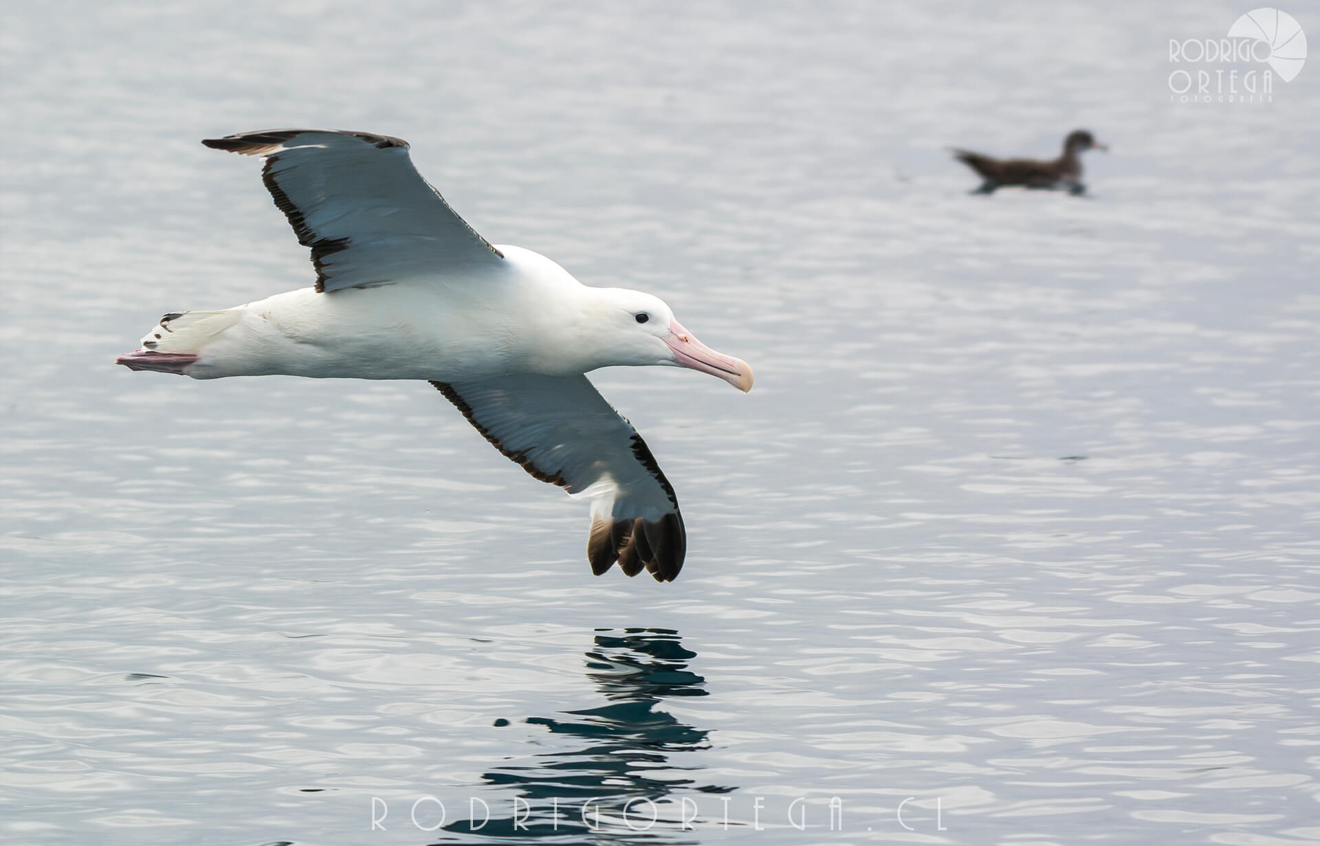 Albatros real del norte 3 Rodrigo Ortega - Naturaleza & Outdoor Albatros real del norte 3