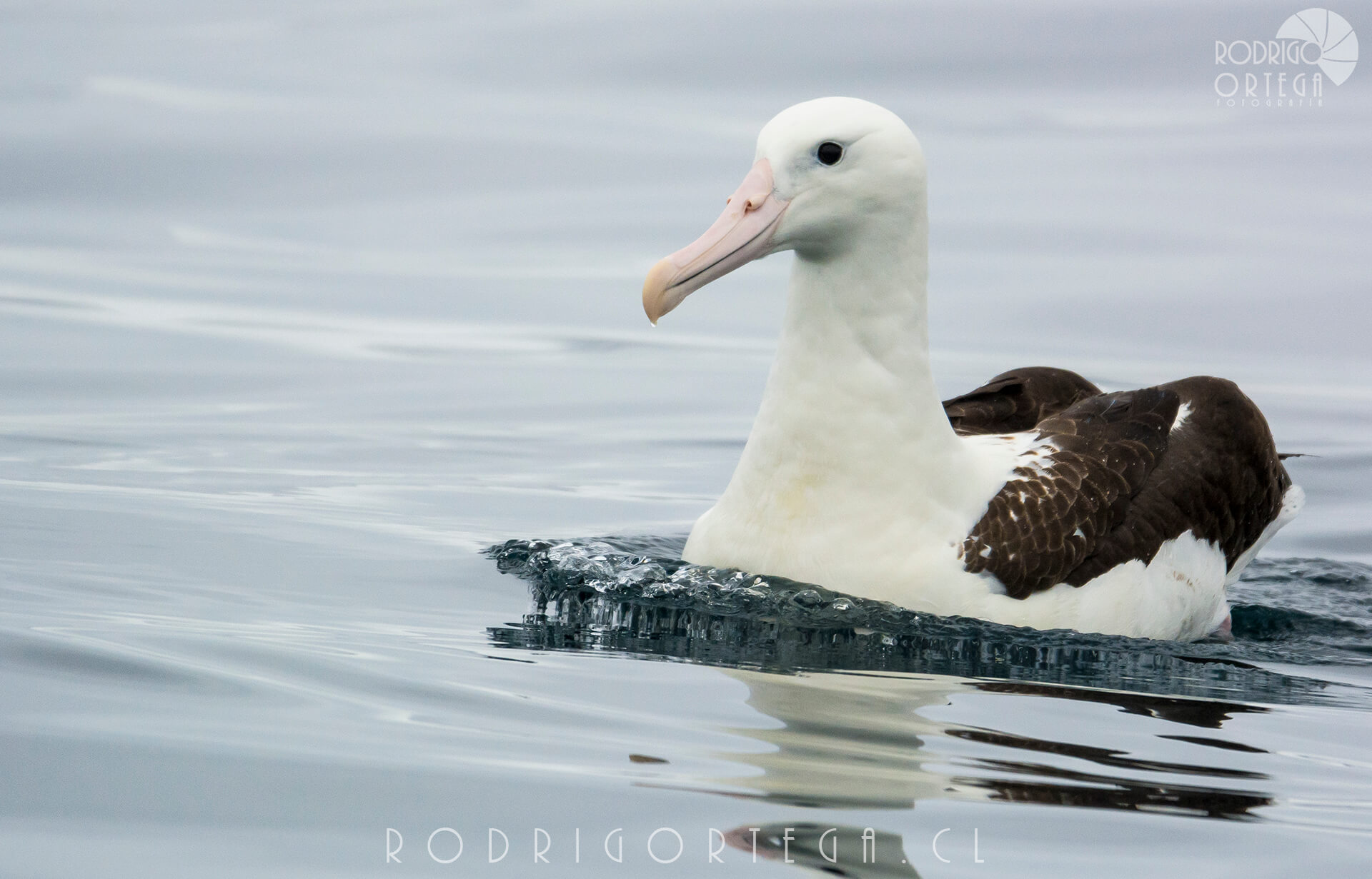 Albatros real del norte 4 Rodrigo Ortega - Naturaleza & Outdoor Albatros real del norte 4