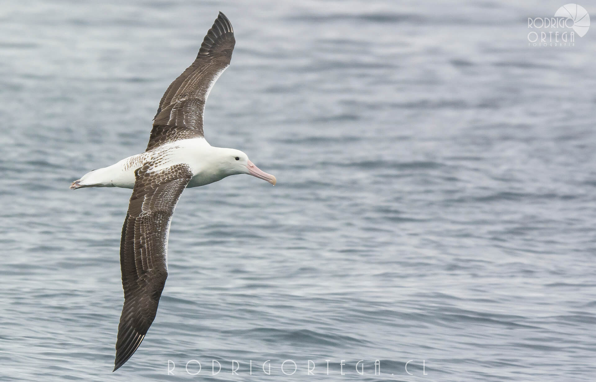 Albatros real del sur 1 Rodrigo Ortega - Naturaleza & Outdoor Albatros real del sur 1