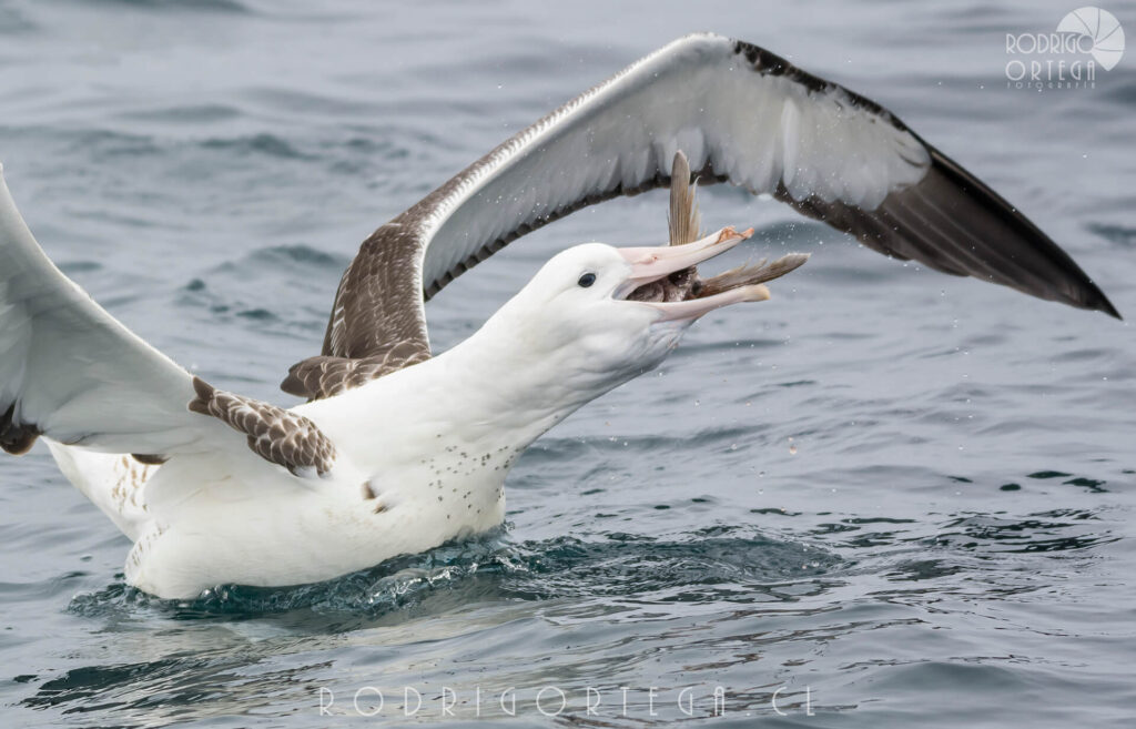 Albatros real del sur 14 Rodrigo Ortega - Naturaleza & Outdoor Albatros real del sur 14
