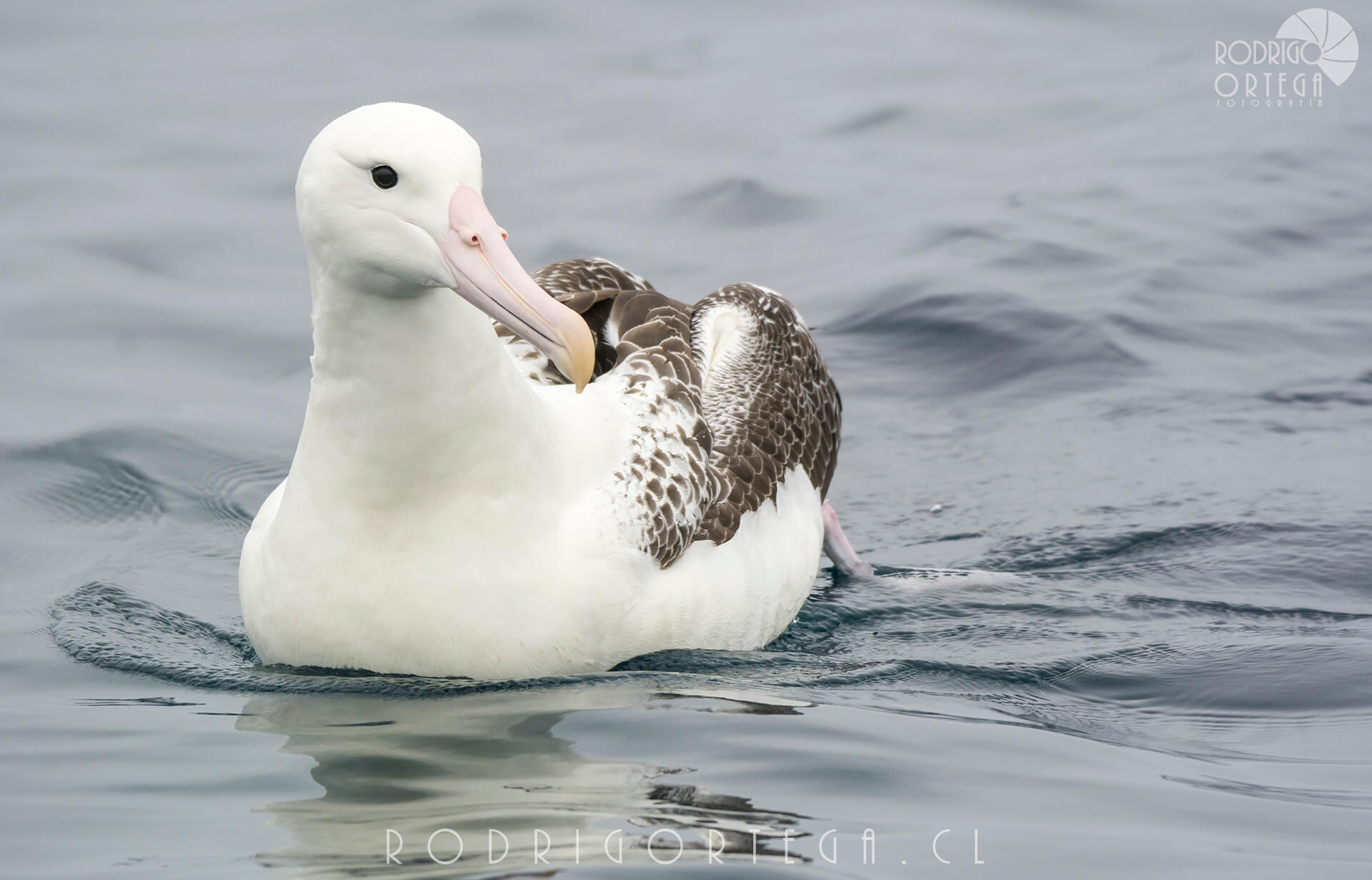 Albatros real del sur 2 Rodrigo Ortega - Naturaleza & Outdoor Albatros real del sur 2