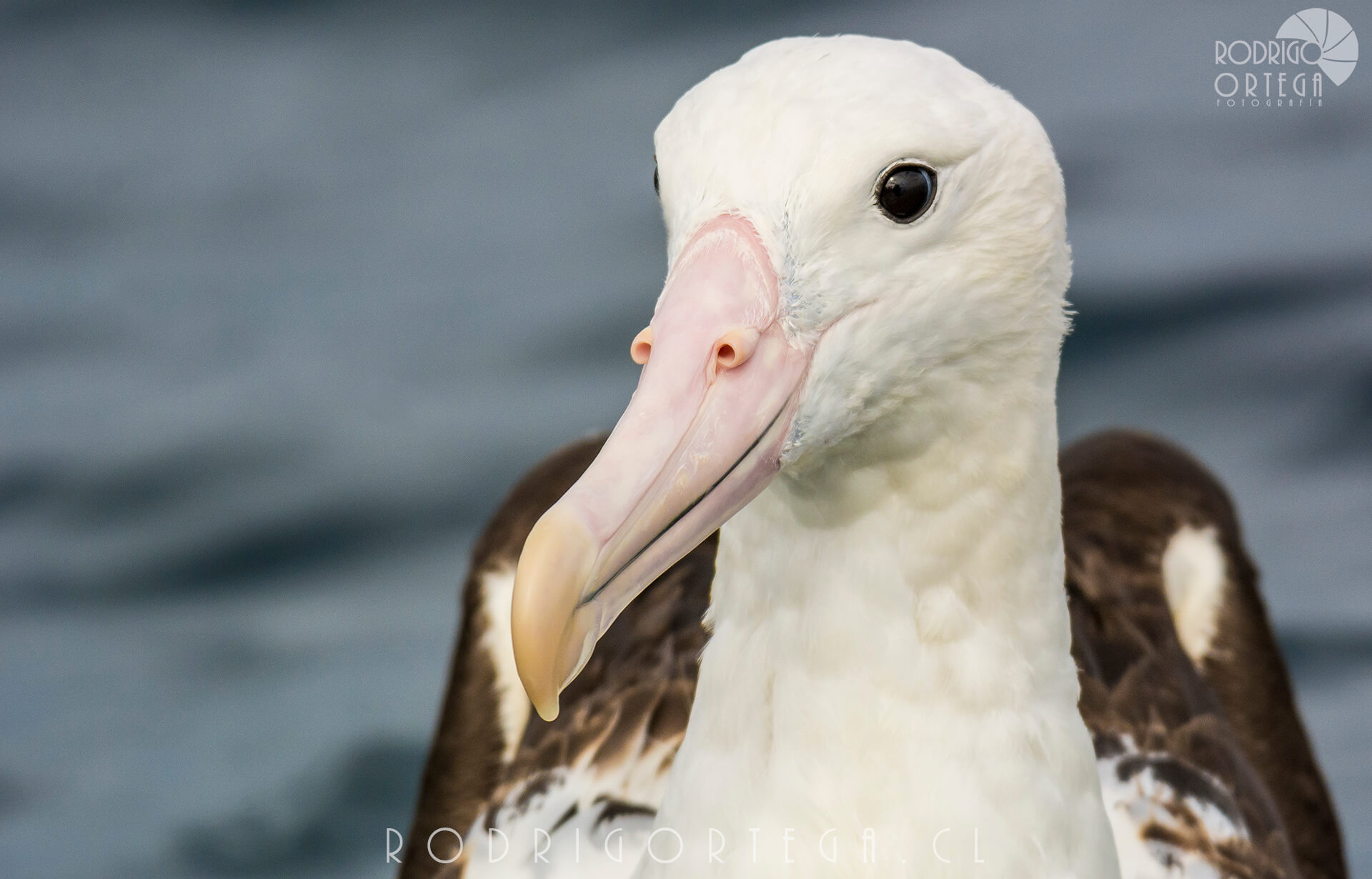 Albatros real del sur 3 Rodrigo Ortega - Naturaleza & Outdoor Albatros real del sur 3