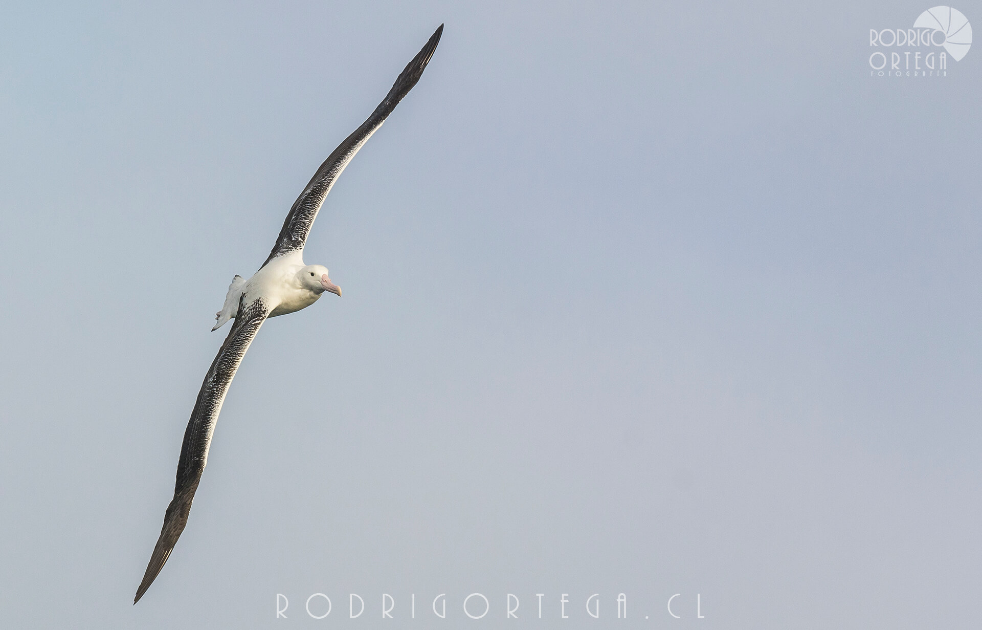 Albatros real del sur 4 Rodrigo Ortega - Naturaleza & Outdoor Albatros real del sur 4