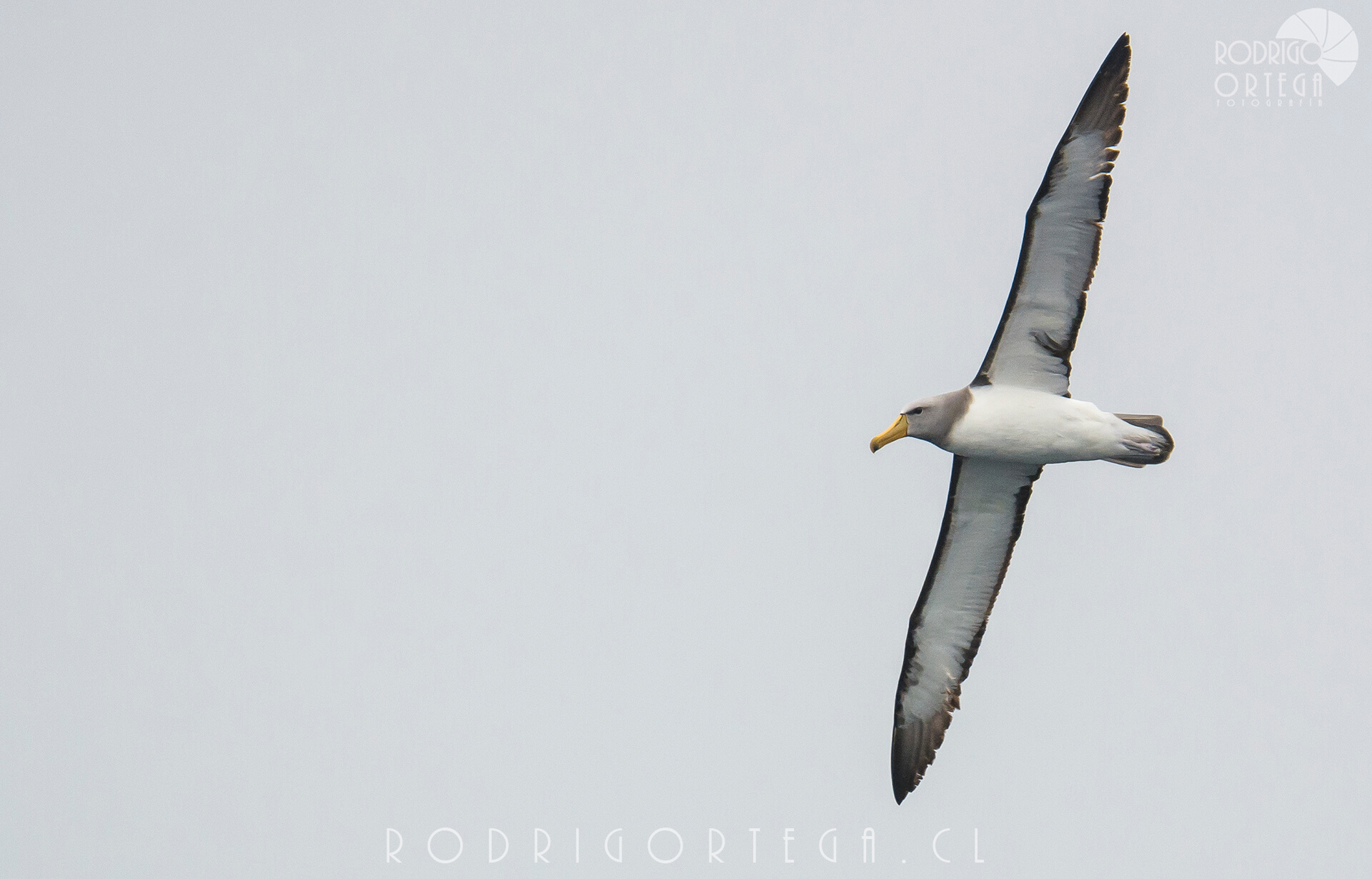 albatros de chatham 2 Rodrigo Ortega - Naturaleza & Outdoor albatros de chatham 2