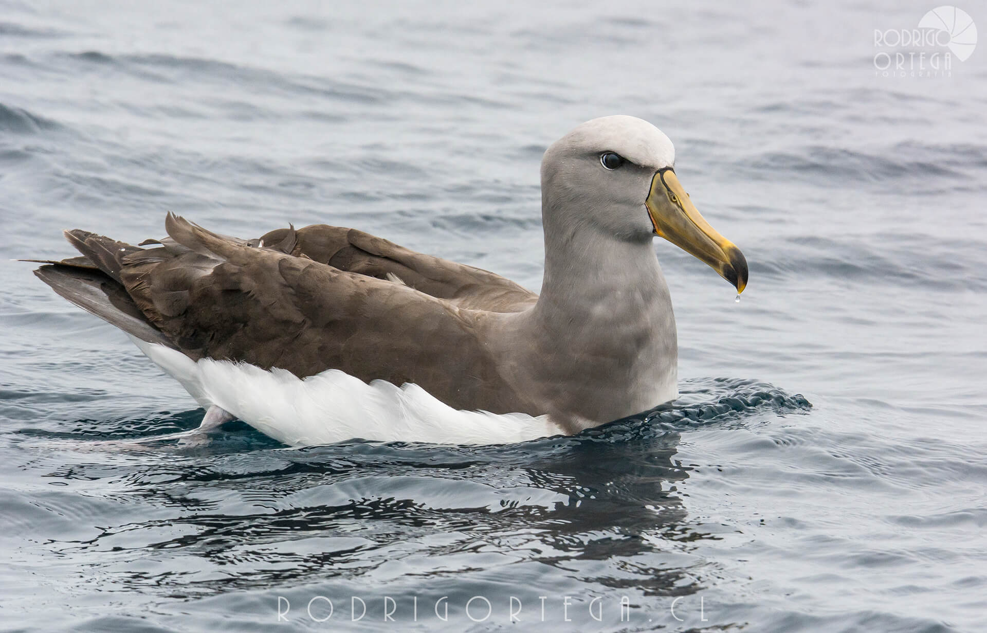 albatros de chatham 3 Rodrigo Ortega - Naturaleza & Outdoor albatros de chatham 3