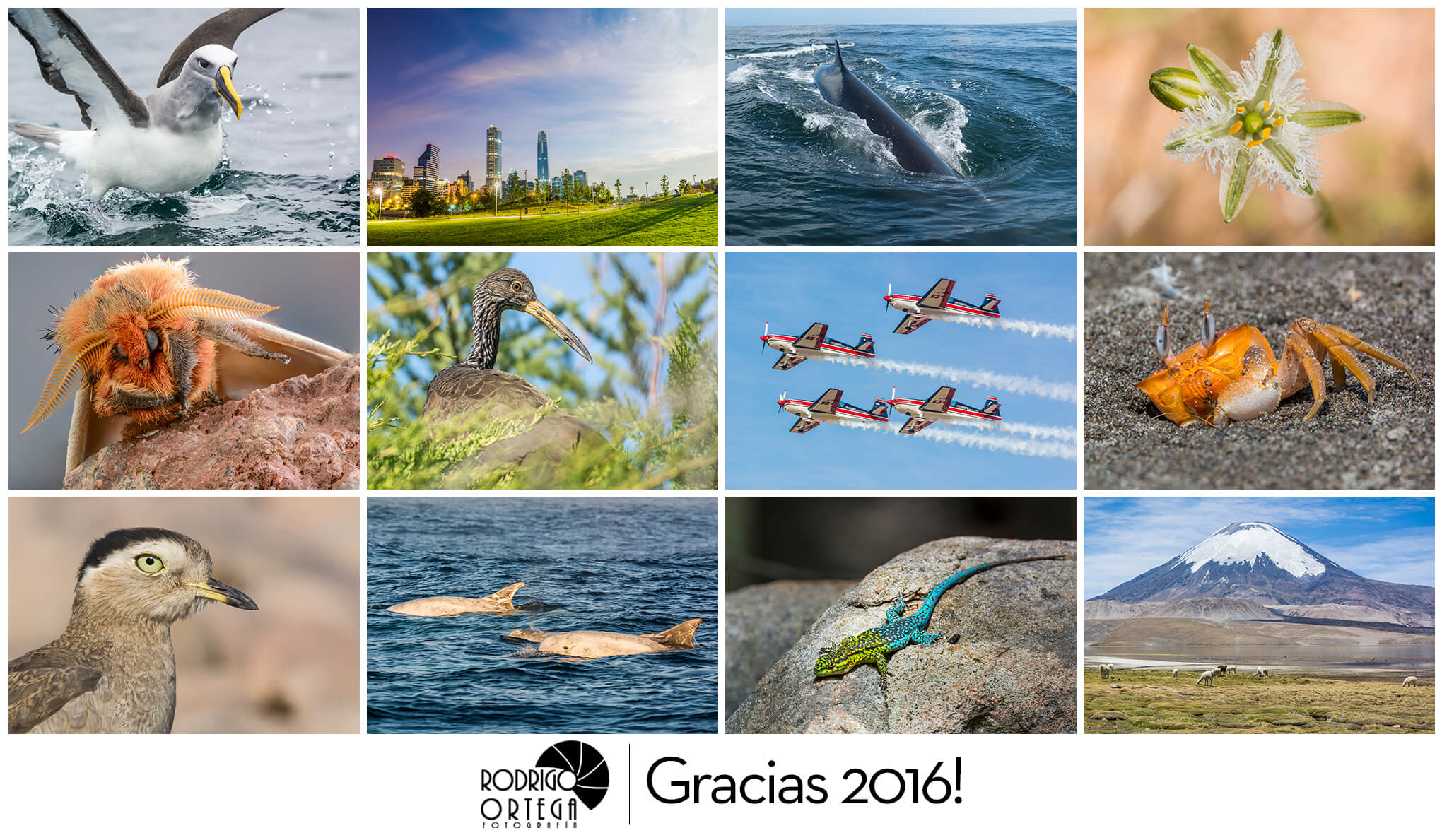 Resumen 2016