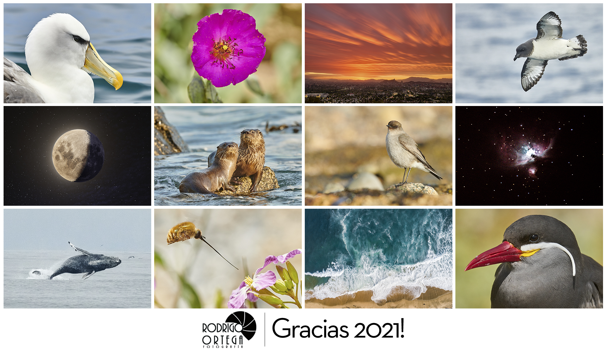 resumen2022 Fotografía de Naturaleza Fine Art by rodrigortega.cl resumen2022