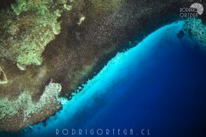 Arrecife & Azul profundo
