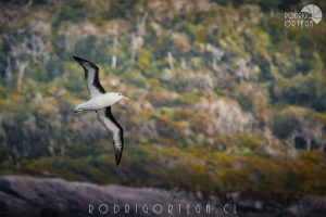 Albatros Patagonia
