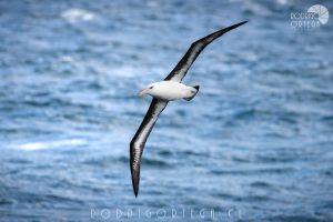 Albatros Ceja Negra 2