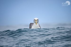Albatros de Corona Blanca 1