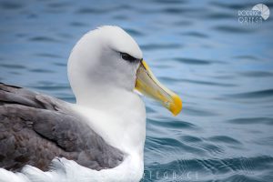 Albatros de Corona Blanca 2