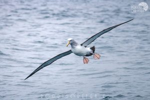 Albatros de Salvin 1