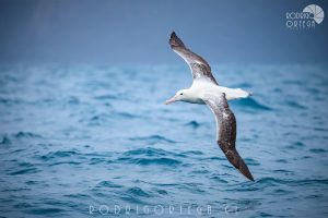 Albatros Real del Sur