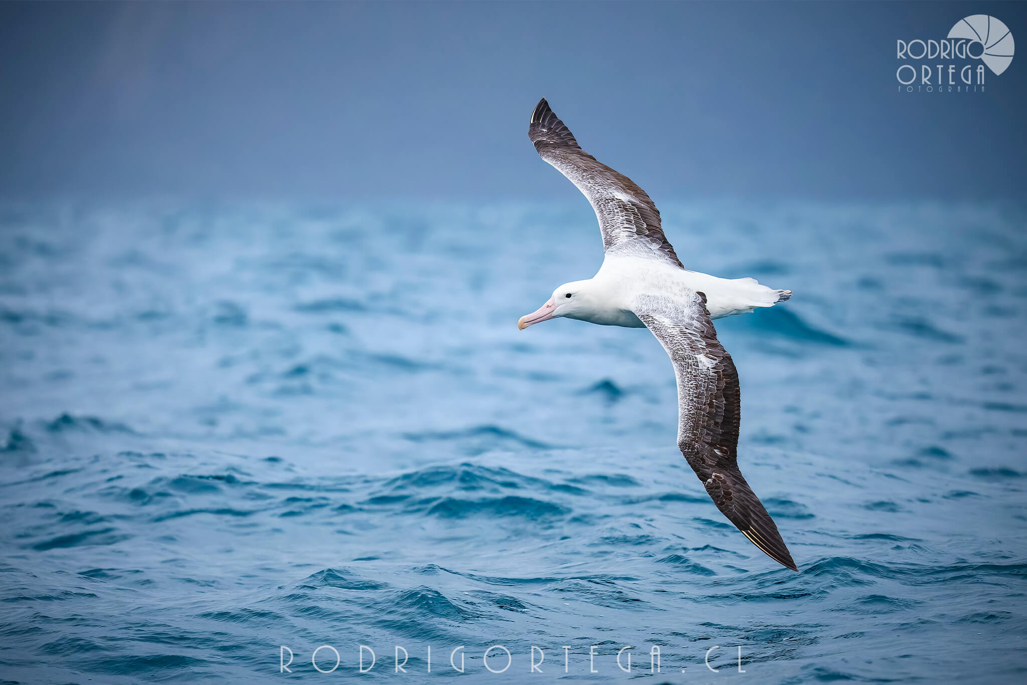 Albatros Real del Sur 1 Albatros Real del Sur