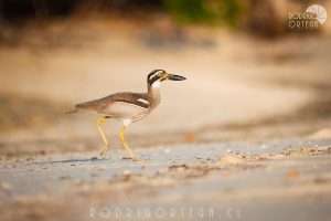 Beach Thick-knee