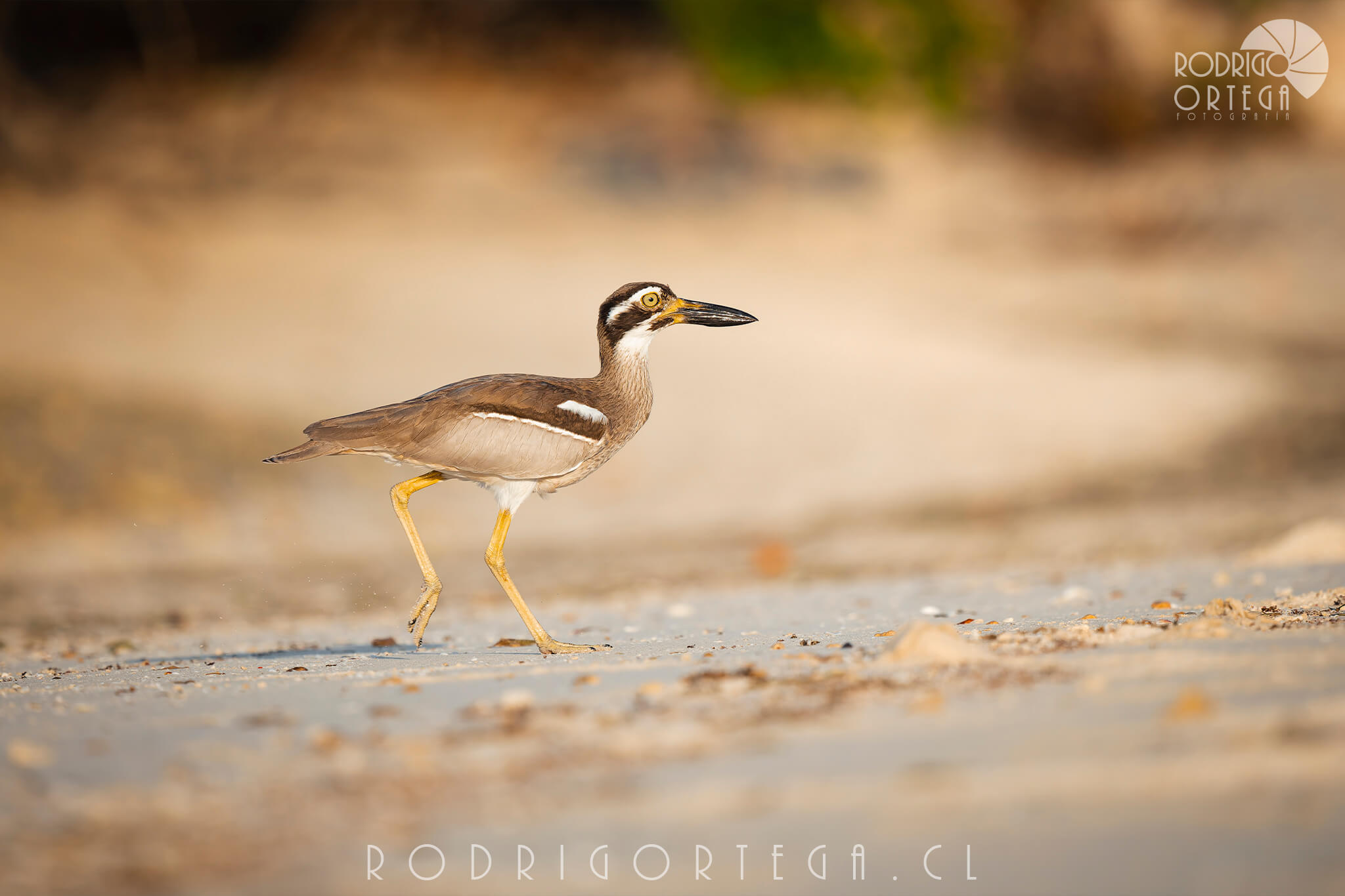 Beach Thick-knee 1 Beach Thick-knee