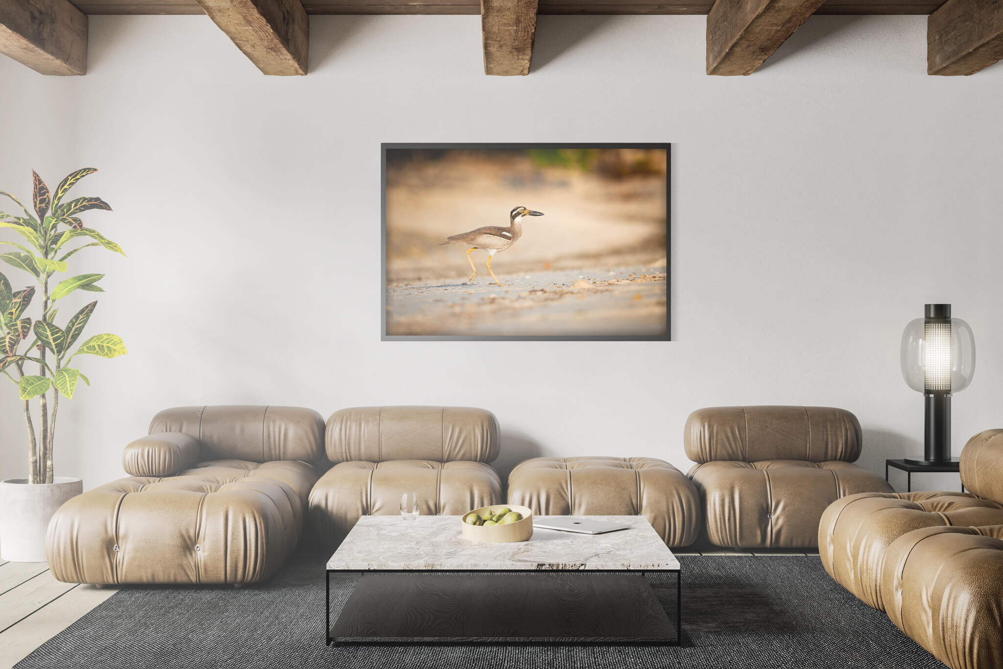 Beach Thick-knee 5 Beach Thick-knee - Imagen 5
