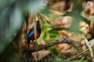 Black Crowned Pitta