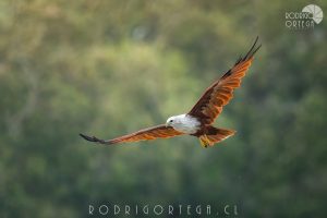 Brahminy Kite