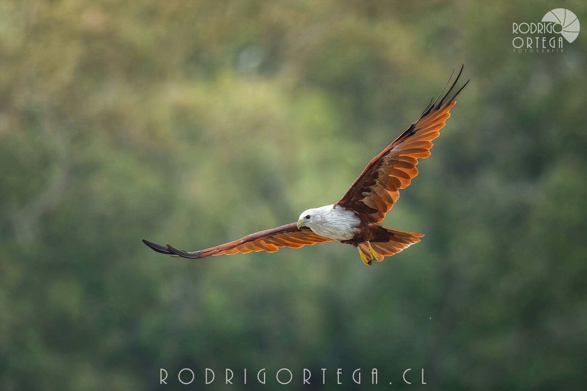 Brahminy Kite 1 Brahminy Kite