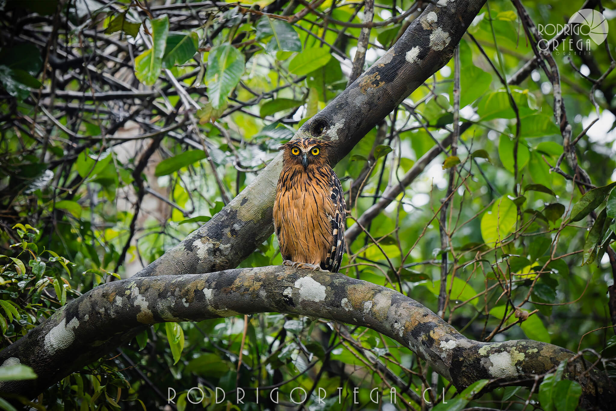 Buffy Fish Owl 1 Buffy Fish Owl