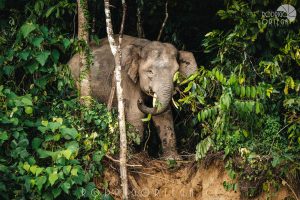 Elefante de Borneo