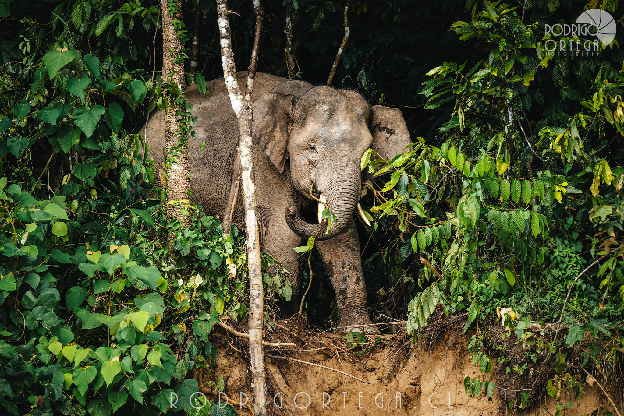 Elefante de Borneo 1 Elefante de Borneo