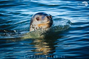 Foca Leopardo