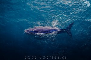 Ballena Franca Austral 2