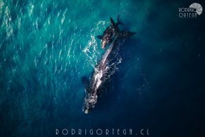 Ballena Franca Austral madre y cría