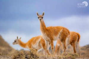 Guanaco