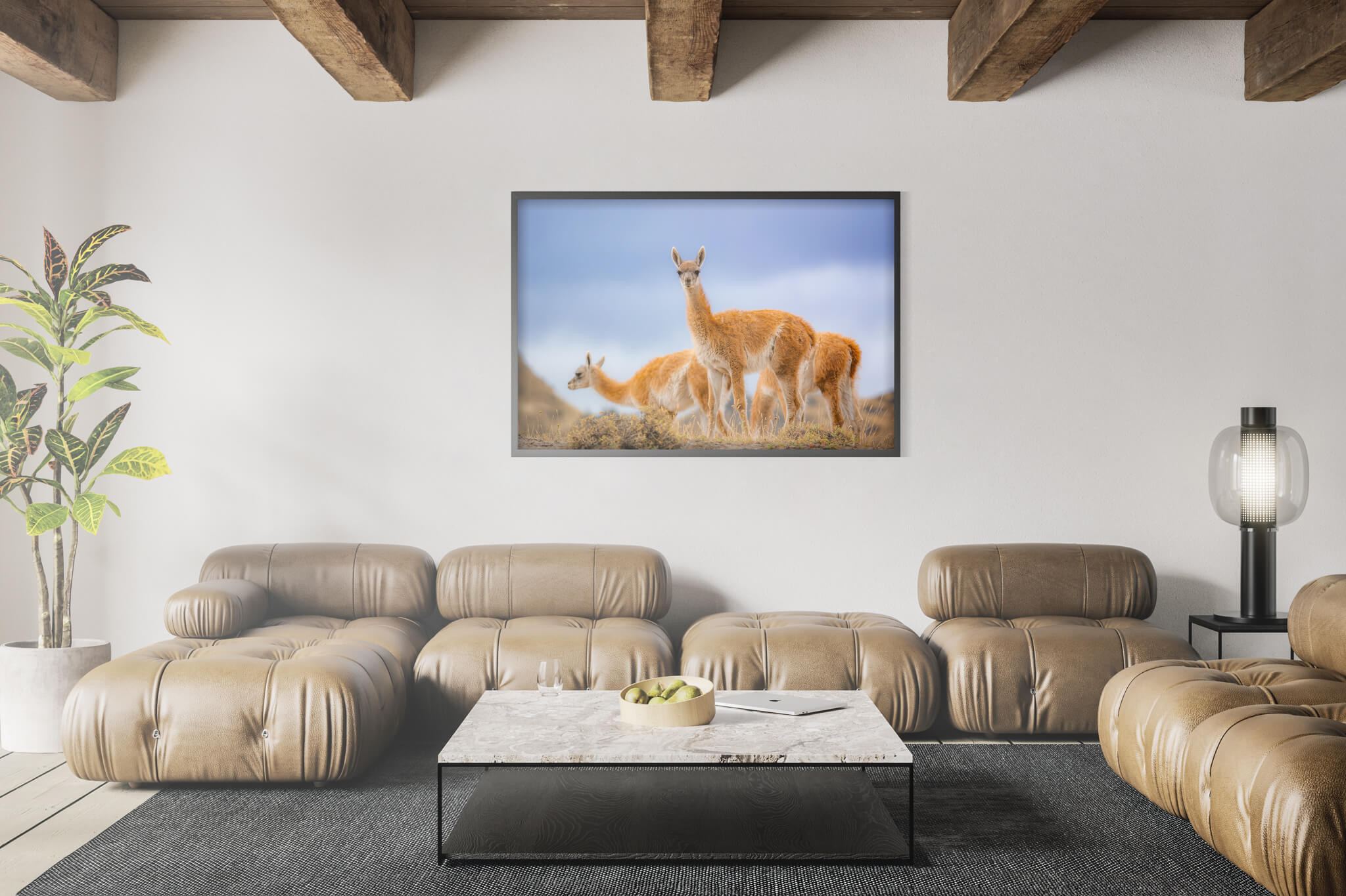 Guanaco 3 Guanaco - Imagen 3