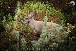 Huemul