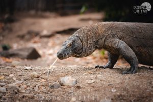 Dragón de Komodo 2