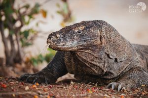 Dragón de Komodo 3