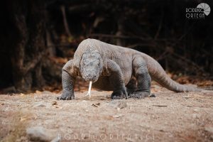 Dragón de Komodo 1