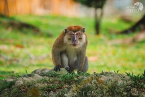 Macaco de Cola larga
