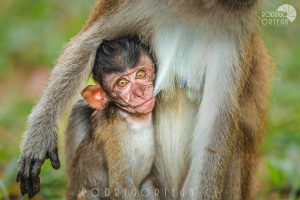 Macaco de Cola larga cría