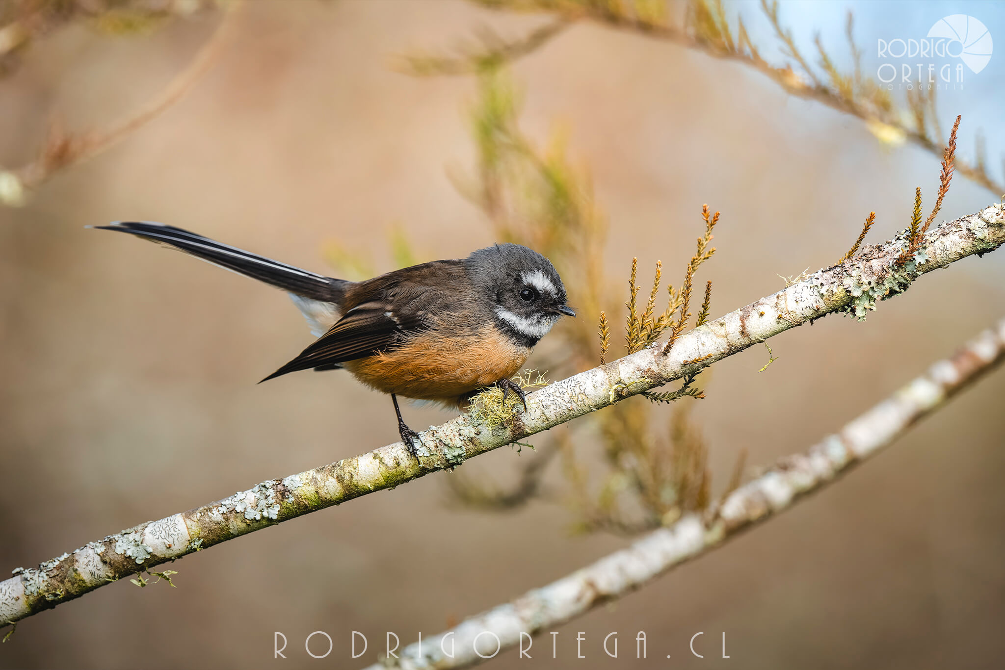 New Zealand Fantail 1 New Zealand Fantail