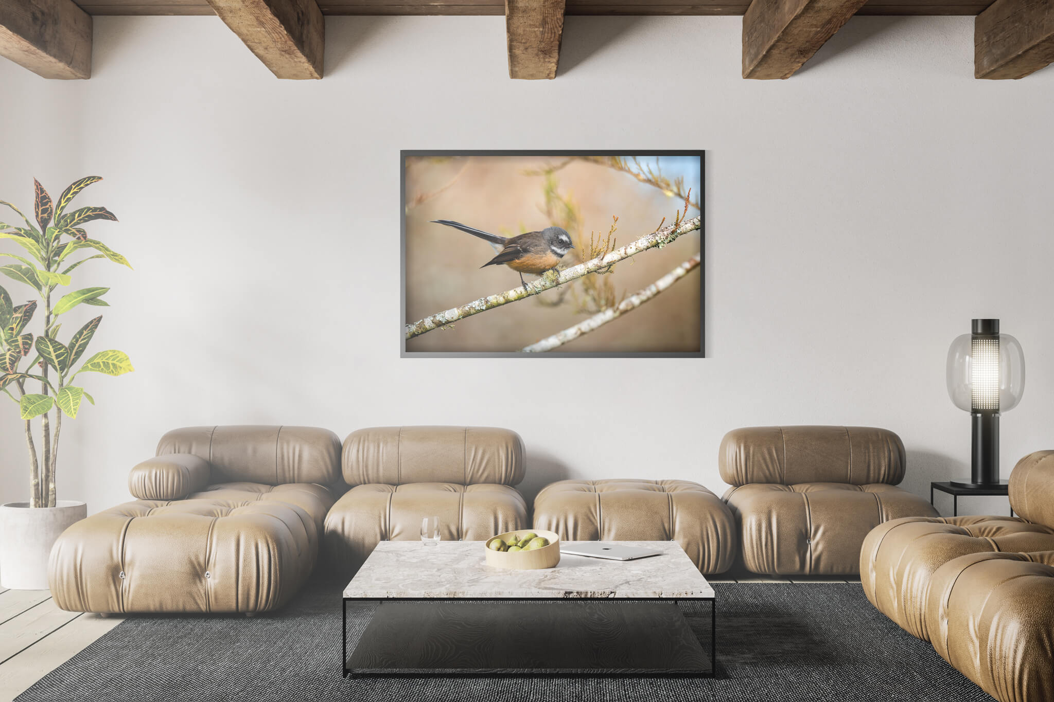 New Zealand Fantail 3 New Zealand Fantail - Imagen 3