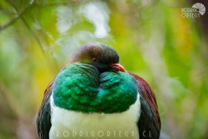 New Zealand Pigeon