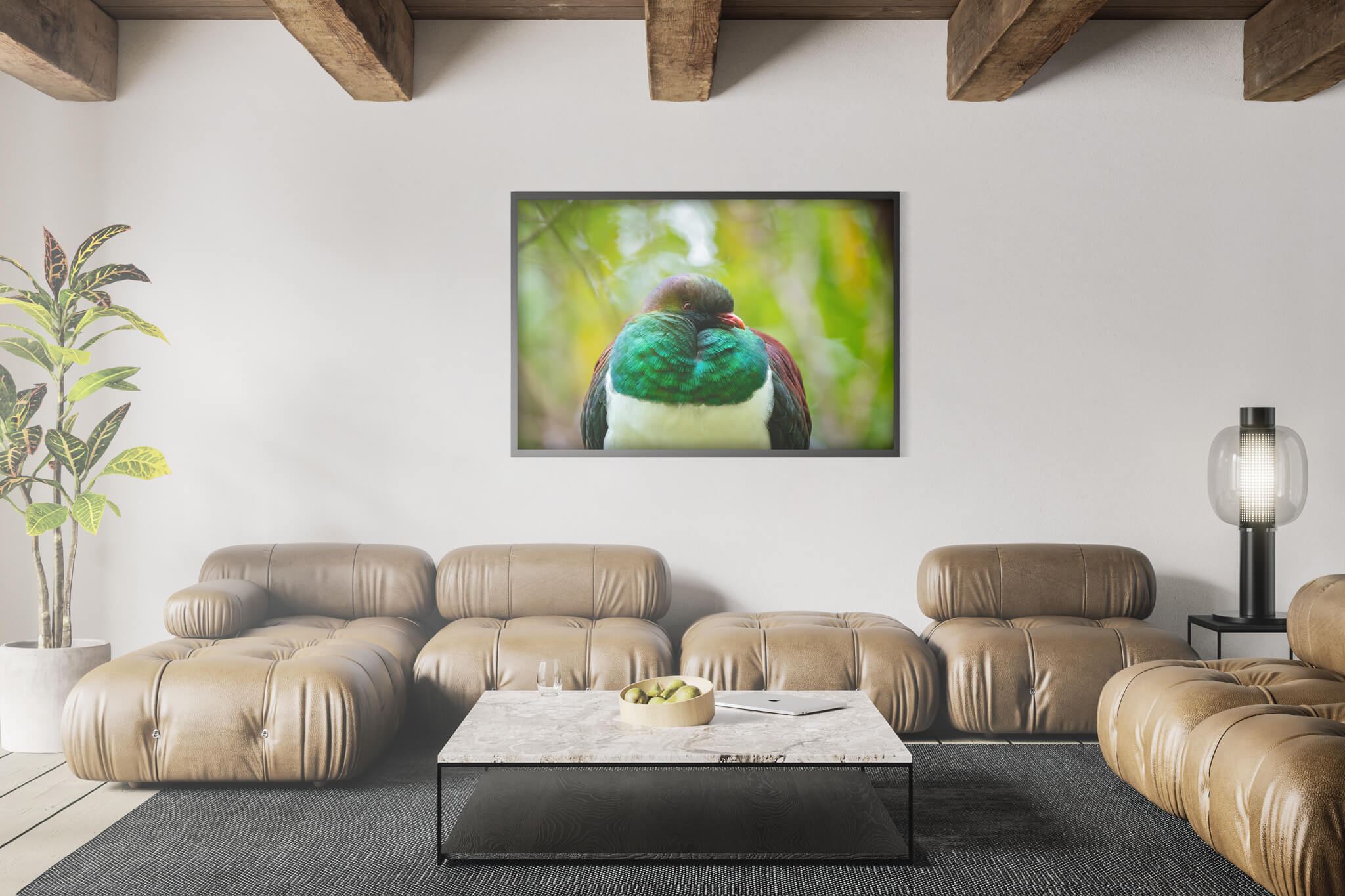 New Zealand Pigeon 3 New Zealand Pigeon - Imagen 3